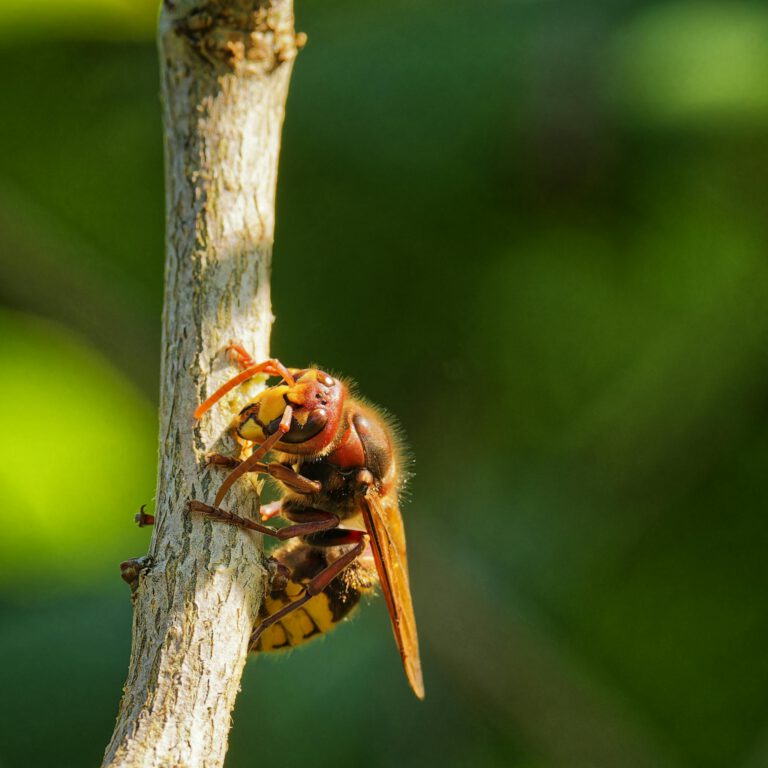 A wasp is perched on a branch in the woods