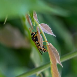 A wasp is sitting on a leaf with green leaves