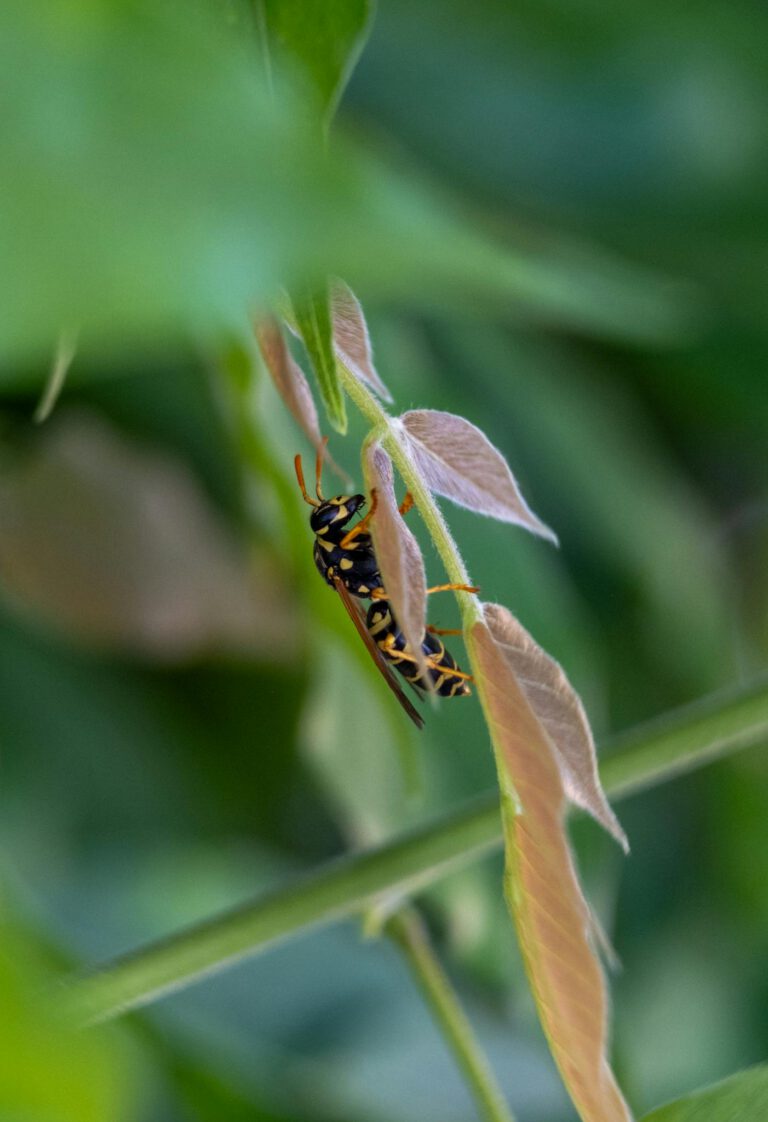 A wasp is sitting on a leaf with green leaves