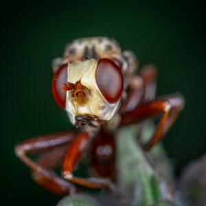 Brown and Black Insect in Macro Photography