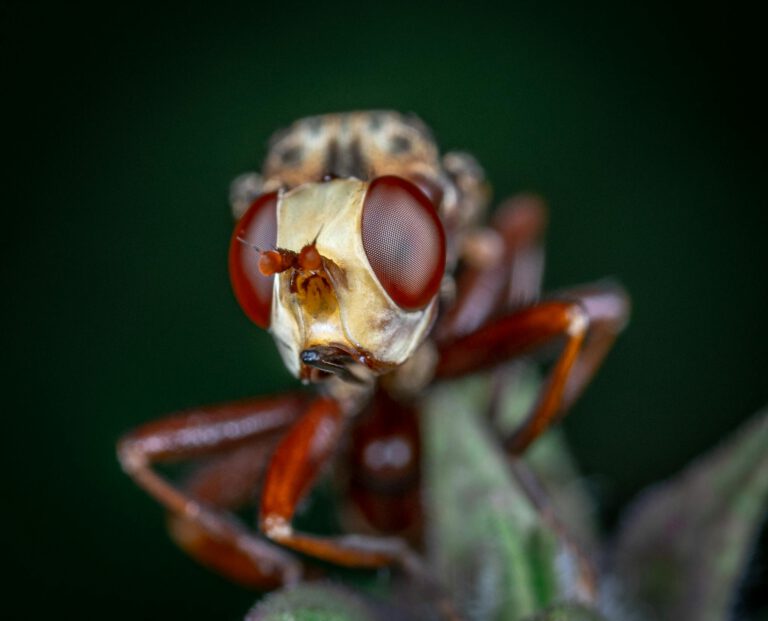 Brown and Black Insect in Macro Photography