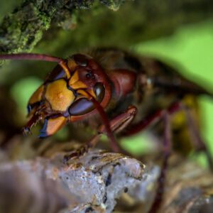 Hornet Macro Photography