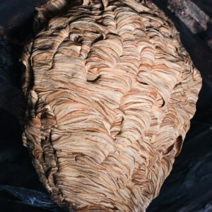 Large Wasp Nest