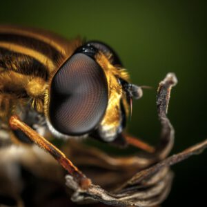 Macro Photography of Bee