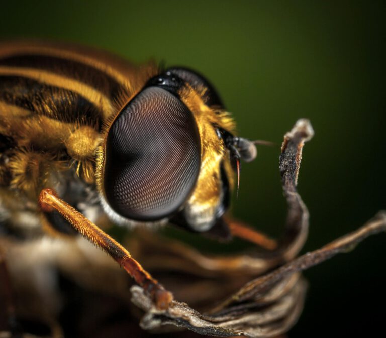 Macro Photography of Bee