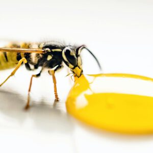 Macro Photography of Bee Sipping on Liquid