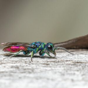 Multicolored Insect In Macro Photography