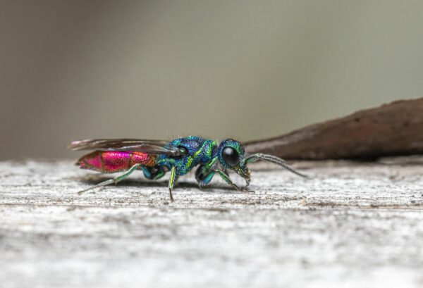 Multicolored Insect In Macro Photography