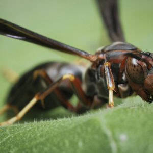 Paper Wasp Up Close