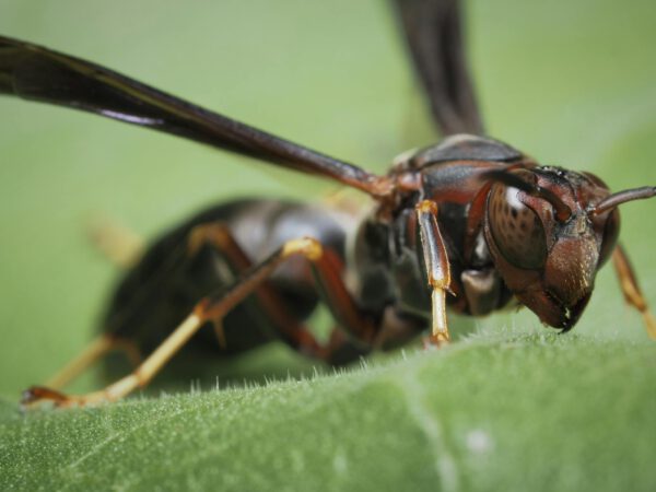 Paper Wasp Up Close