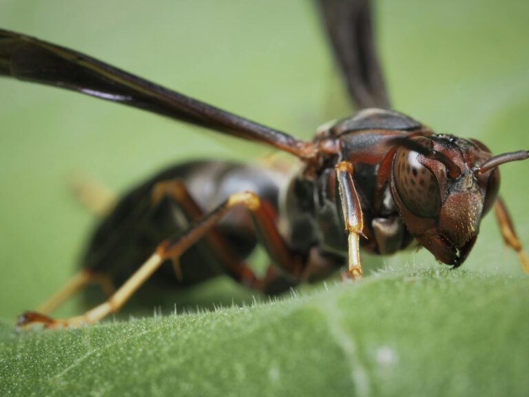 Paper Wasp Up Close